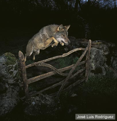 צילום: José Luis Rodríguez / Veolia Environnement Wildlife Photographer of the Year 2009 ©