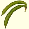  פול