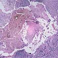 �� Cell (�����: ��� ����' ��� �����)