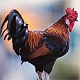 תרנגול Gallus (צילום: גטי אימג' בנק ישראל)