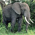 פיל Elephant (צילום: גטי אימג' בנק ישראל)
