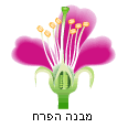 הפרח, אבר הרבייה של רוב הצמחים