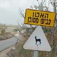 רמות מנשה. תמרור דו משמעי צילום: גילי סופר