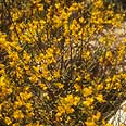 קידה שעירה.