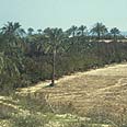 דקלים וחוף הים, בגוש קטיף.