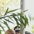 ערבה. 