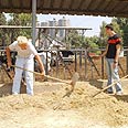 רפת בבית הספר החקלאי, פרדס חנה.