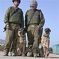 הכלבים נמכרו. זו לא מתיחה של 1 באפריל צילום: דובר צה"ל