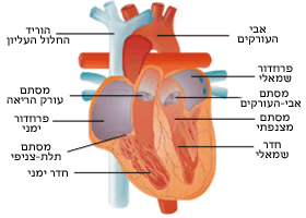 heart_small.gif