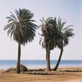 דקלים במדבר סיני דקלים במדבר סיני