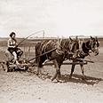 בשדות עיינות. על הסוס 