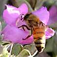 דבש דבורה דבורים פסטיבל (צילום: יגאל מרקוביץ