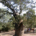 עדים חיים. אלון תבור צילום: משרד החקלאות