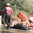 הפרד הגוסס אחרי שהורחק מהכביש בעזרת הזרנוק צילום: ת. תפוח - HNN.C
