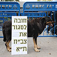 הטענה: בצב"ח מרדימים חתולים צילום: ירון ברנר