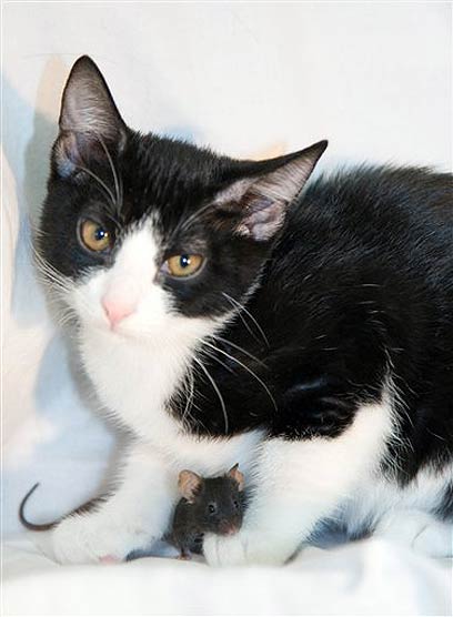 תוצאת תמונה עבור עכבר