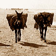 ד. חמורים בחוף גורדון, 1936 (צילם: עתניאל מרגלית) 