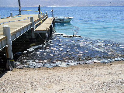 זיהום בשונית האלמוגים באילת (צילום: דוברות המשרד להגנת הסביבה)