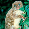 צילום: WWF