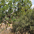 צילום: רונית סבירסקי