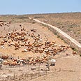 חקלאות לצד הטבע. עדר פרות במנשה צילום: רונית סבירסקי