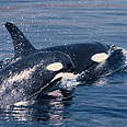 צילום: WWF-Canon