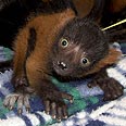 צילום: Dave Parsons, Denver Zoo