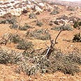צילום: נסר אל נוואג'עה, בצלם