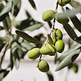 צילום: רונית סבירסקי