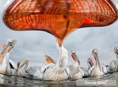 הצילום הזוכה בקטיגוריית ציפורים (צילום: Veolia Environnement Wildlife Photographer of the Year 2011  )
