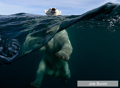 צילום: Veolia Environnement Wildlife Photographer of the Year 2011  