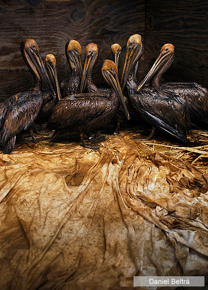 צילום: Daniel Beltrá  / Veolia Environnement Wildlife Photographer of the Year 2011