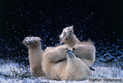 צילום: WWF