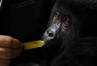 צילום: Congolese Wildlife Authority