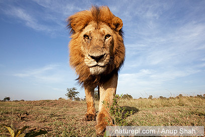 צילום: WWF
