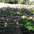צילום: זיו ריינשטיין