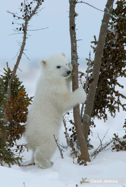 צילום: WWF-Canada