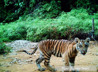 צילום: WWF-Indonesia