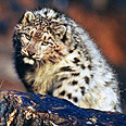 צילום: WWF