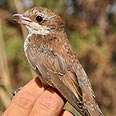 צילום: רונית סבירסקי