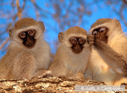 צילום: Homo Ambiens / WWF-Canon