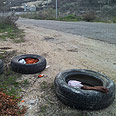 צילום: יואב זיתון