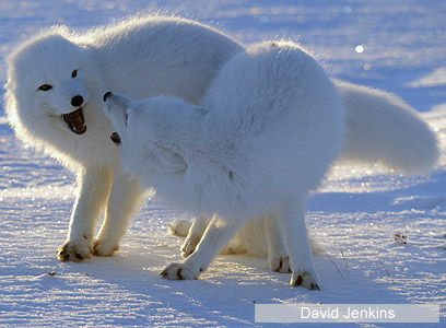 צילום: WWF-Canada 