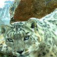 צילום: Panthera/FFI