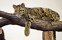 צילום: Denver Zoo 