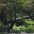 צילום: אבי רוקח