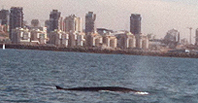 צילום: חיים דיאמנט
