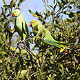 צילום: עידו ארז