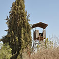 מגדל יערנים ביער יתיר צילום: רונית סבירסקי