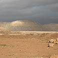 ערבה תיכונה (צילום: גלית רויכמן)